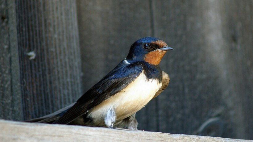 Family Dynamics and Climate Affect Swallow Growth