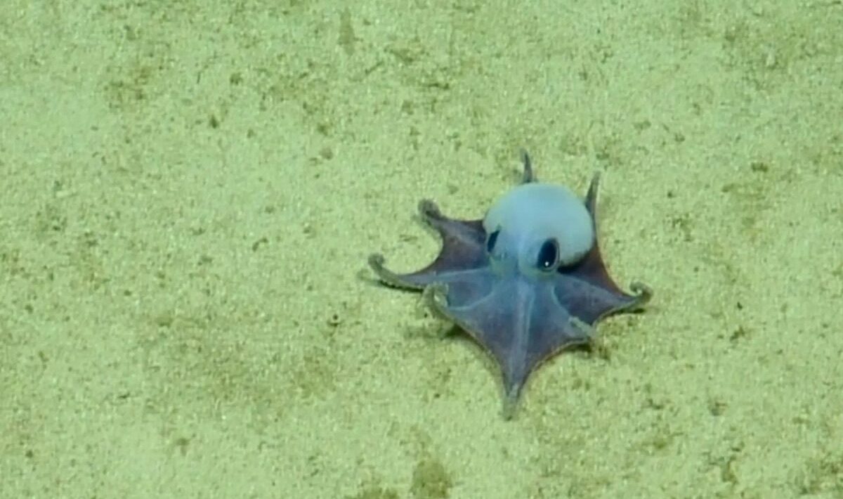 "It's tiny! It's blue!" Octopus discovered in the Galapagos is the size of a golf ball