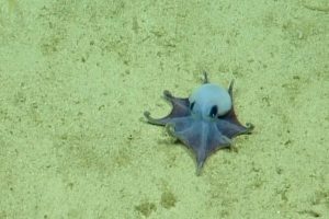 "It's tiny! It's blue!" Octopus discovered in the Galapagos is the size of a golf ball