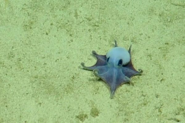 "It's tiny! It's blue!" Octopus discovered in the Galapagos is the size of a golf ball
