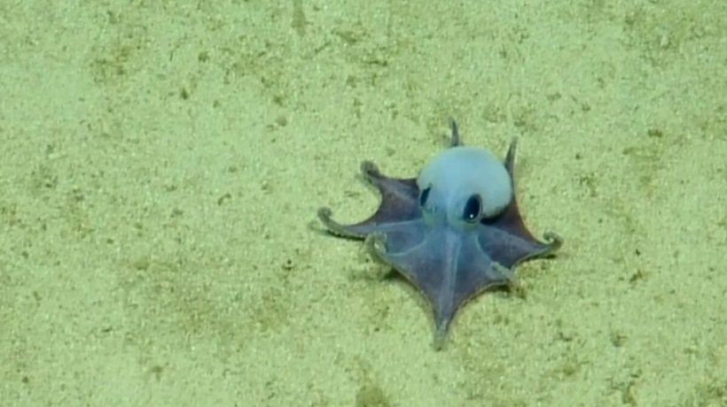 "It's tiny! It's blue!" Octopus discovered in the Galapagos is the size of a golf ball