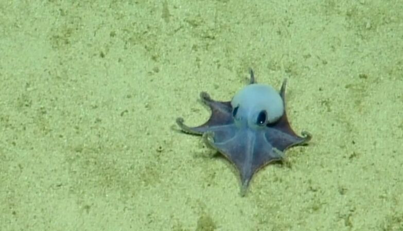 "It's tiny! It's blue!" Octopus discovered in the Galapagos is the size of a golf ball