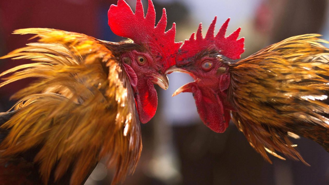 Korean Air company bans roosters on board US-Philippines flights, most are intended for fights