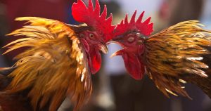 Korean Air company bans roosters on board US-Philippines flights, most are intended for fights