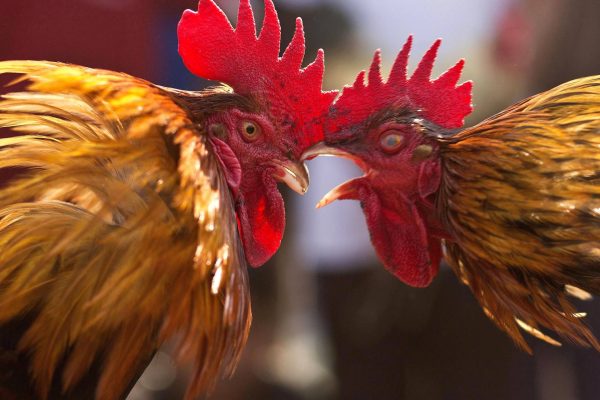 Korean Air company bans roosters on board US-Philippines flights, most are intended for fights