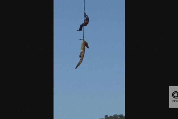 The moment the police hoist a crocodile with the remains of a Portuguese man in South Africa