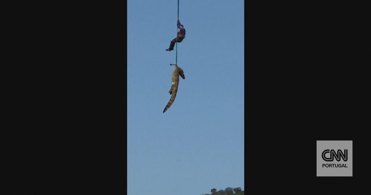 The moment the police hoist a crocodile with the remains of a Portuguese man in South Africa