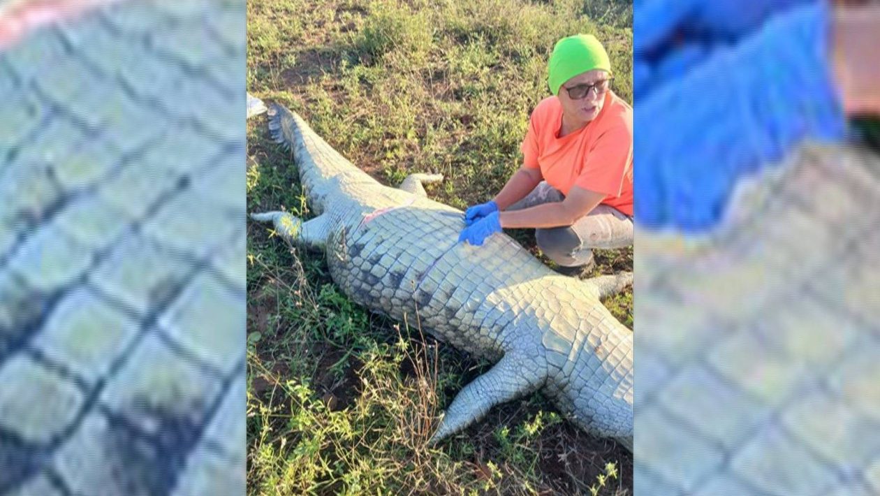 Authorities do not rule out the possibility of homicide in the case of the Portuguese man found inside a crocodile