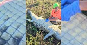 Authorities do not rule out the possibility of homicide in the case of the Portuguese man found inside a crocodile
