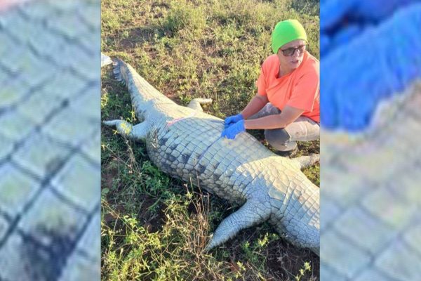 Authorities do not rule out the possibility of homicide in the case of the Portuguese man found inside a crocodile