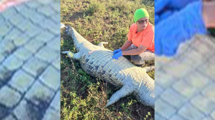 Authorities do not rule out the possibility of homicide in the case of the Portuguese man found inside a crocodile