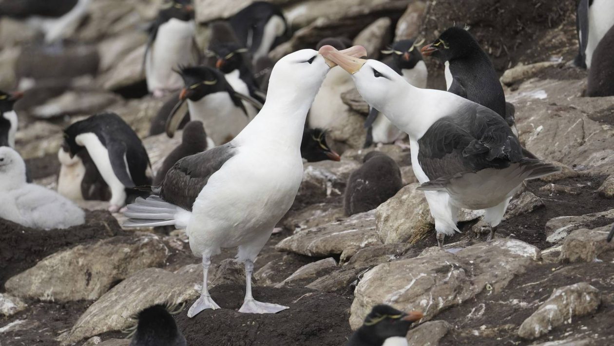 Study identifies microplastics and chemical compounds in subantarctic seabirds