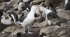 Study identifies microplastics and chemical compounds in subantarctic seabirds