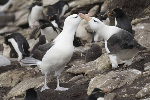 Study identifies microplastics and chemical compounds in subantarctic seabirds