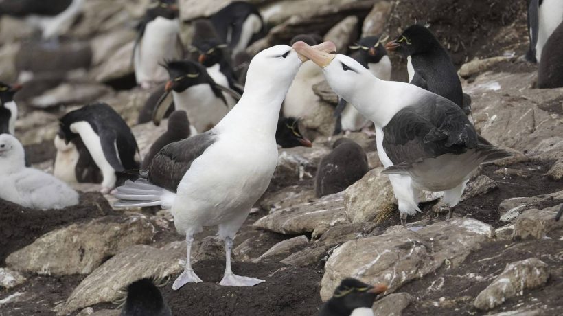 Study identifies microplastics and chemical compounds in subantarctic seabirds