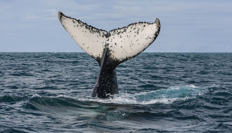 “It might as well not have helped”: the conflict in Germany over a humpback whale