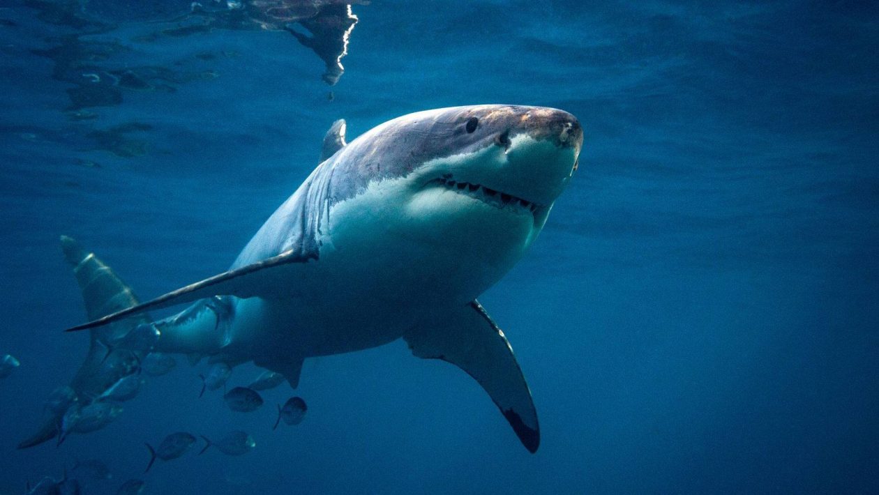 Ocean warming: study with Portuguese researchers shows white sharks escaping to the poles