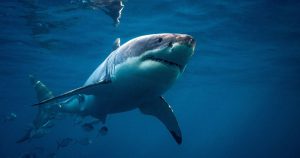 Ocean warming: study with Portuguese researchers shows white sharks escaping to the poles