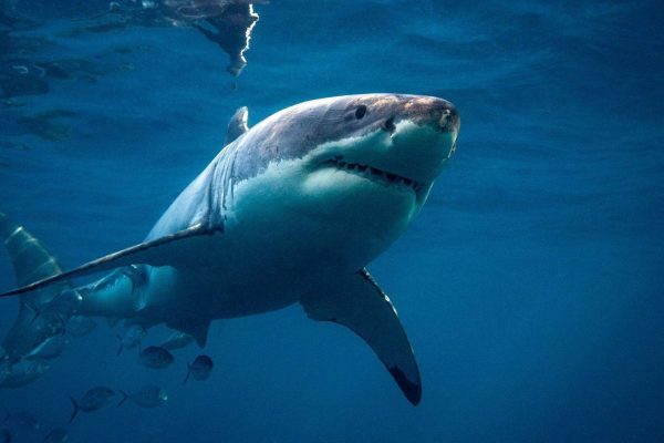 Ocean warming: study with Portuguese researchers shows white sharks escaping to the poles