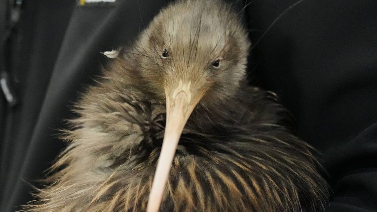 Kiwis return to New Zealand's capital after more than a century