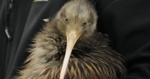 Kiwis return to New Zealand's capital after more than a century