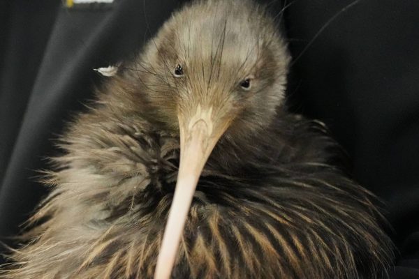 Kiwis return to New Zealand's capital after more than a century