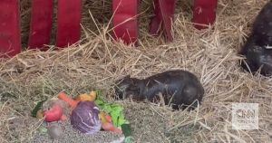 Rare: images of a pygmy hippopotamus that was born in a European zoo