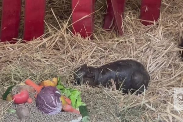 Rare: images of a pygmy hippopotamus that was born in a European zoo