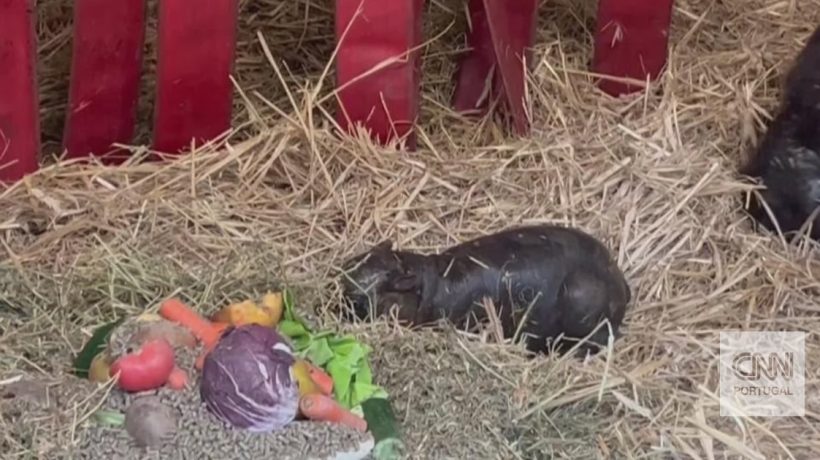 Rare: images of a pygmy hippopotamus that was born in a European zoo