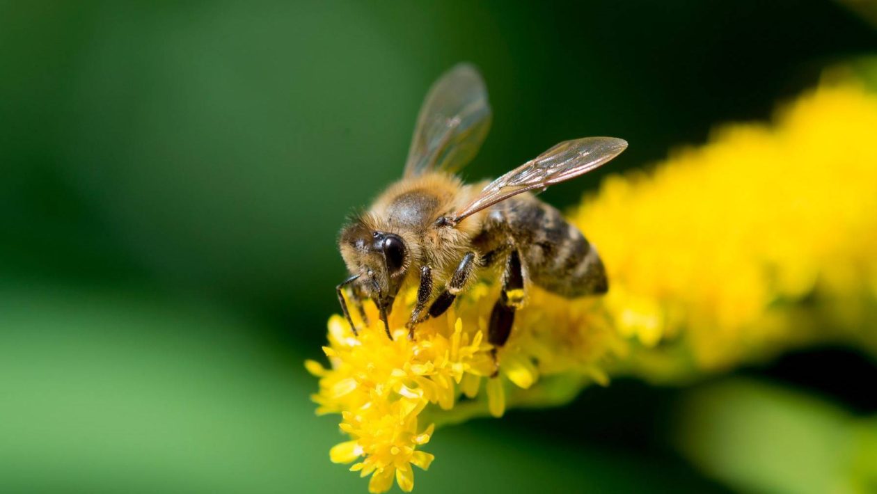 Constitutional protection of bees could be put to referendum in Switzerland