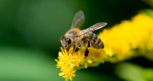 Constitutional protection of bees could be put to referendum in Switzerland