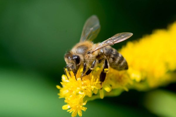 Constitutional protection of bees could be put to referendum in Switzerland