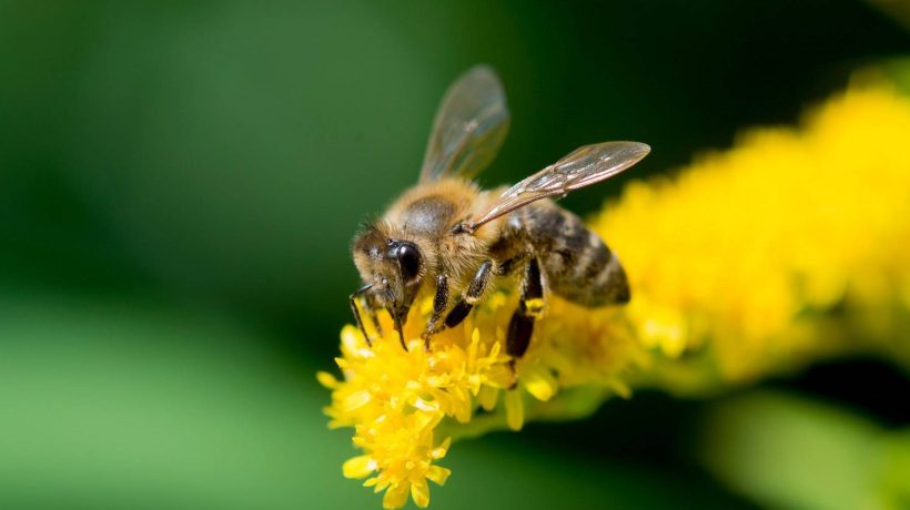 Constitutional protection of bees could be put to referendum in Switzerland