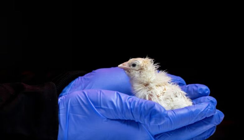 Chicks hatch from artificial eggs. Will the dodo come back?