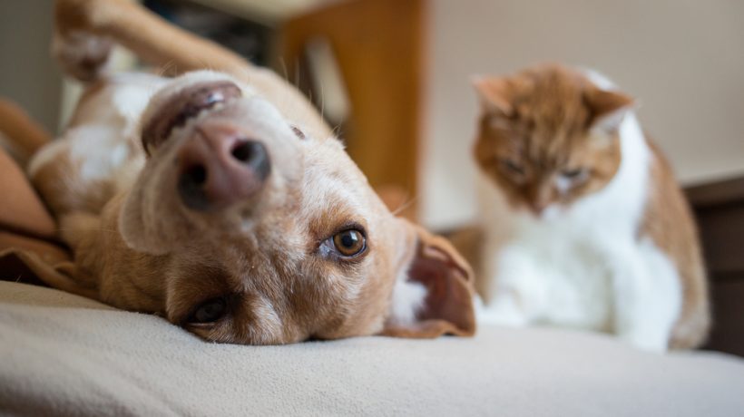 Scientists finally reveal whether humans are more like cats or dogs