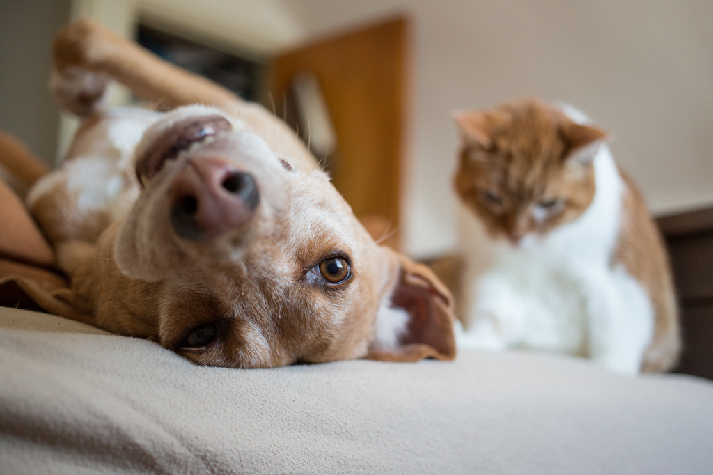Scientists finally reveal whether humans are more like cats or dogs