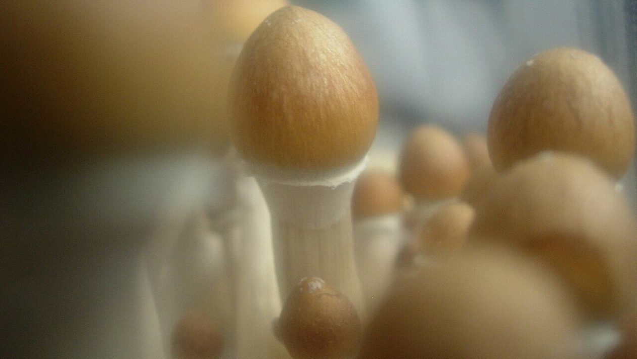 Hallucinogenic mushrooms make fish calmer