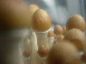 Hallucinogenic mushrooms make fish calmer