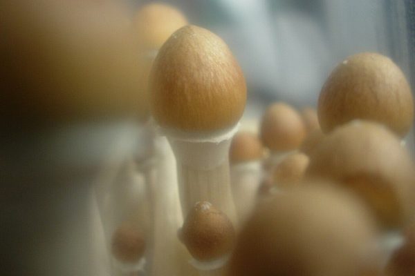 Hallucinogenic mushrooms make fish calmer