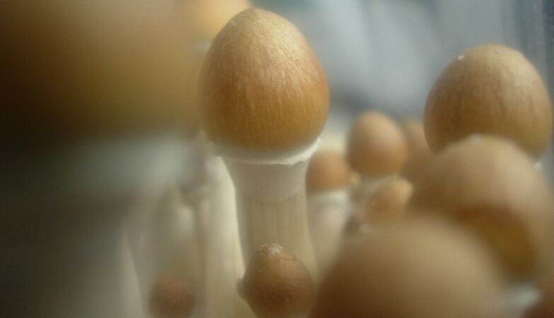Hallucinogenic mushrooms make fish calmer