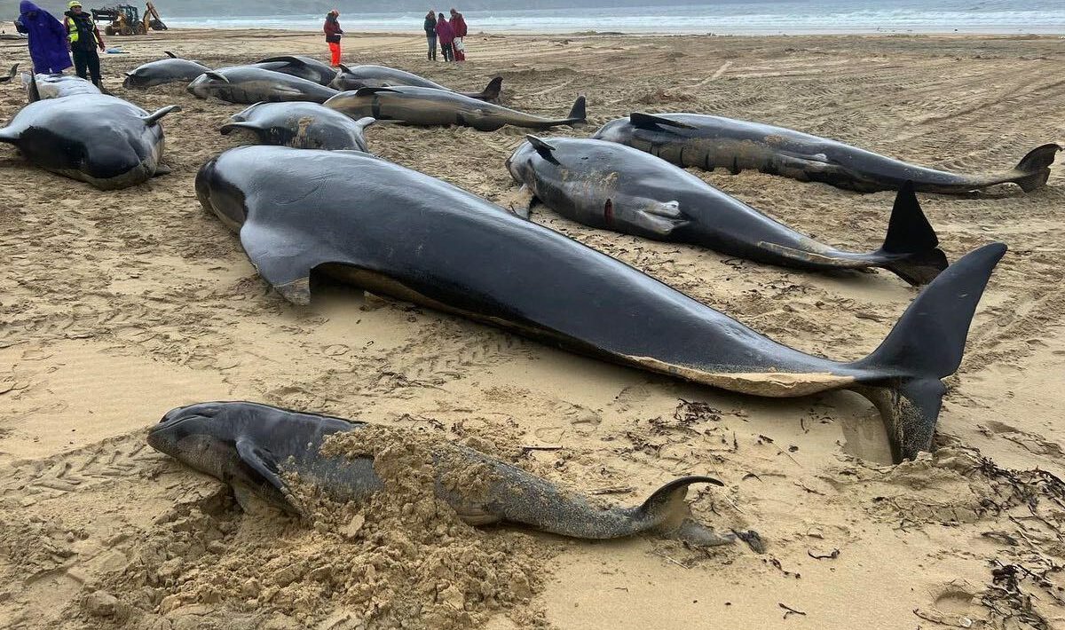 Still the death of 55 whales: the stomach was empty