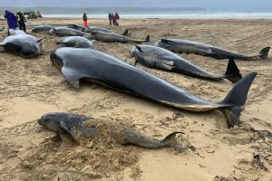 Still the death of 55 whales: the stomach was empty