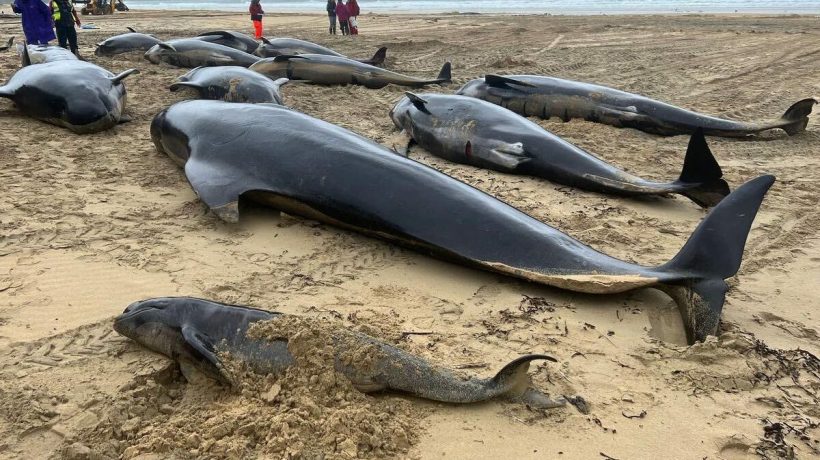 Still the death of 55 whales: the stomach was empty