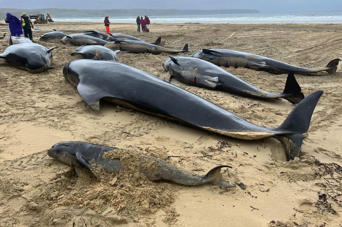 Still the death of 55 whales: the stomach was empty