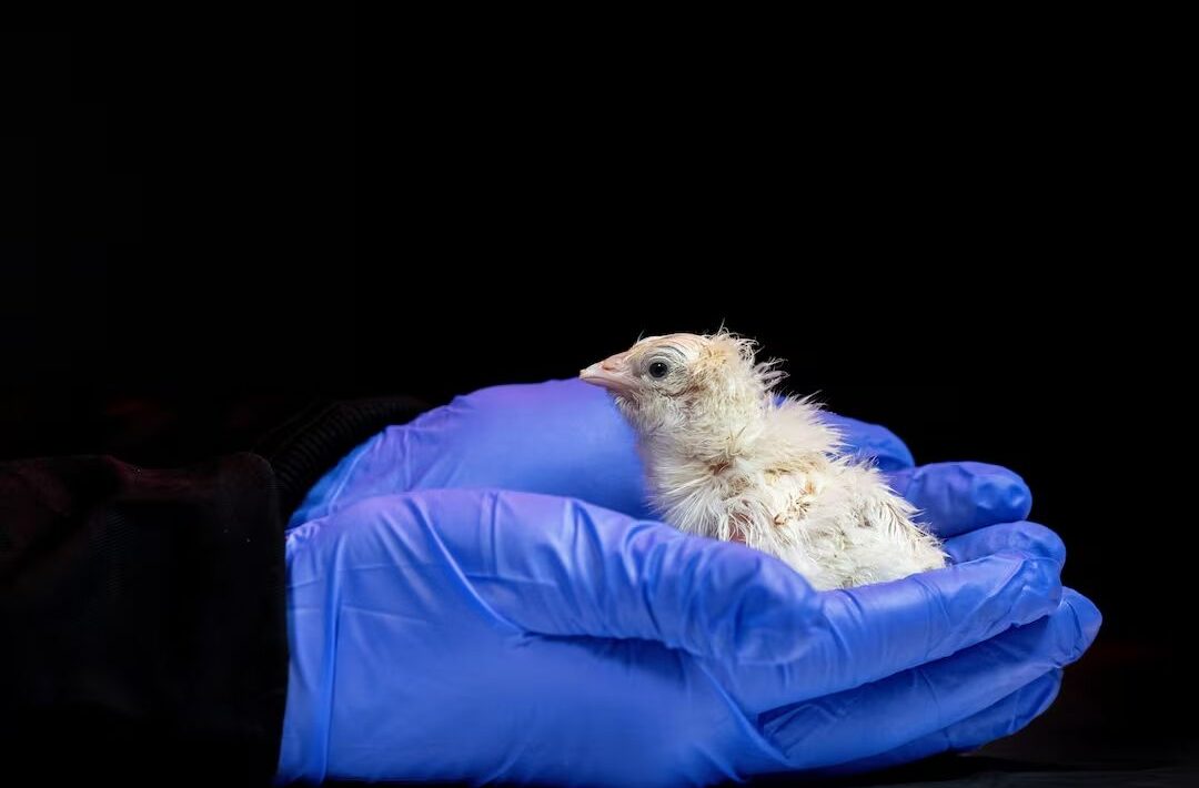 Chicks hatch from artificial eggs. Will the dodo come back?