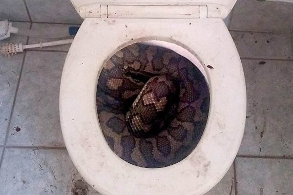 Toilets have already killed people in 7 ways