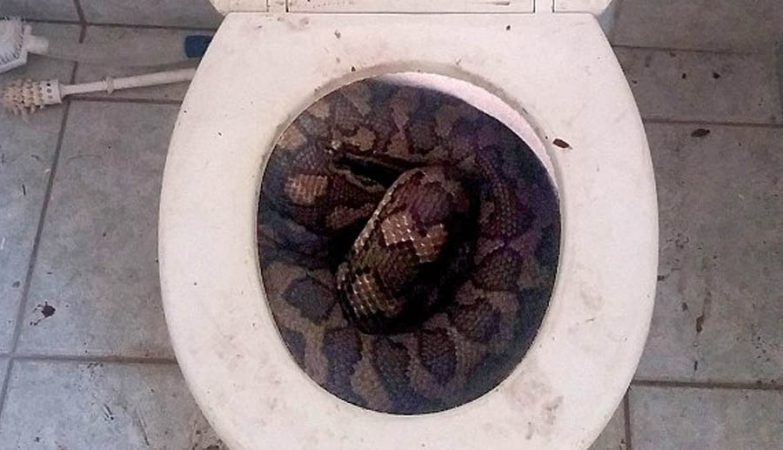Toilets have already killed people in 7 ways
