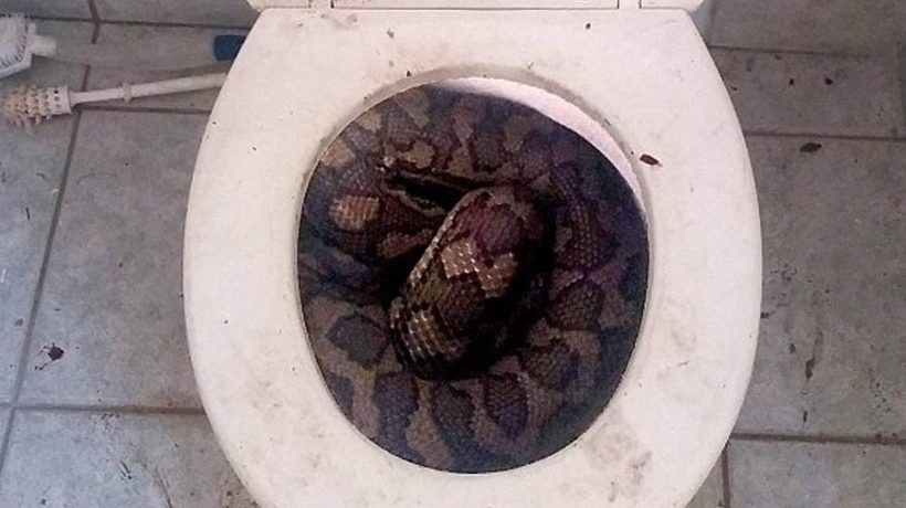 Toilets have already killed people in 7 ways