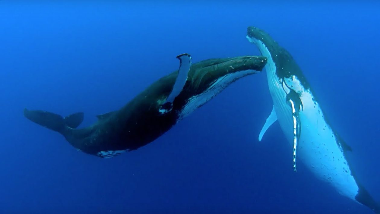 Humpback whales break migration record by swimming 15,000 kilometers between Australia and Brazil
