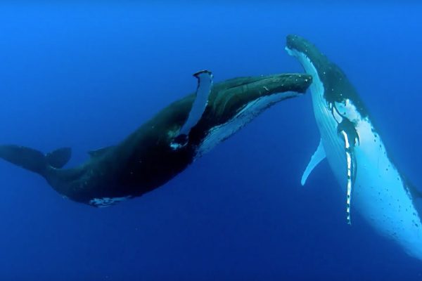 Humpback whales break migration record by swimming 15,000 kilometers between Australia and Brazil